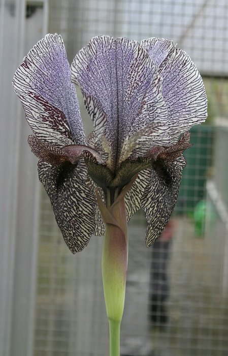 Iris species