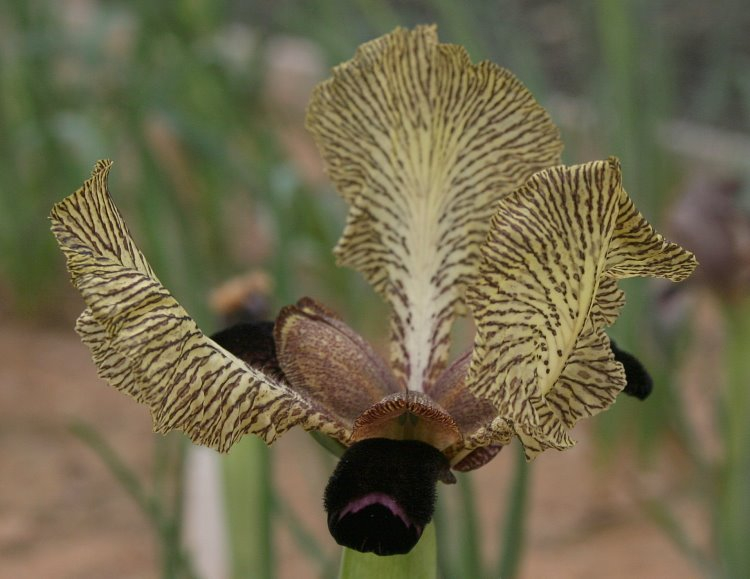 Iris paradoxa