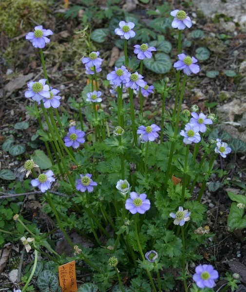 Anemone obtusiloba