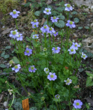 Anemone obtusiloba