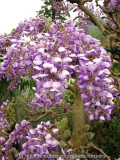 Wisteria brachybotris okayama