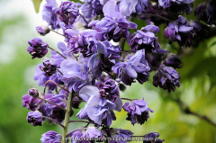 Wisteria floribunda Violacea Plena Blüte