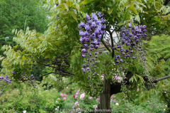 Wisteria floribunda Violacea Plena Hochs