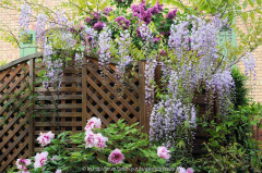 Wisteria floribunda macrobotrys