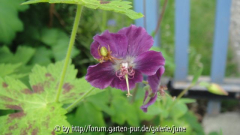 phaeum Sämling m. Spinne