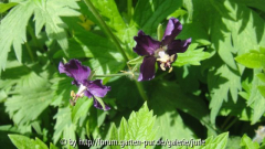 phaeum Lily Lovell1
