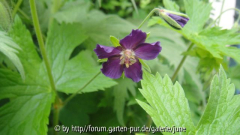 phaeum Lily Lovell2