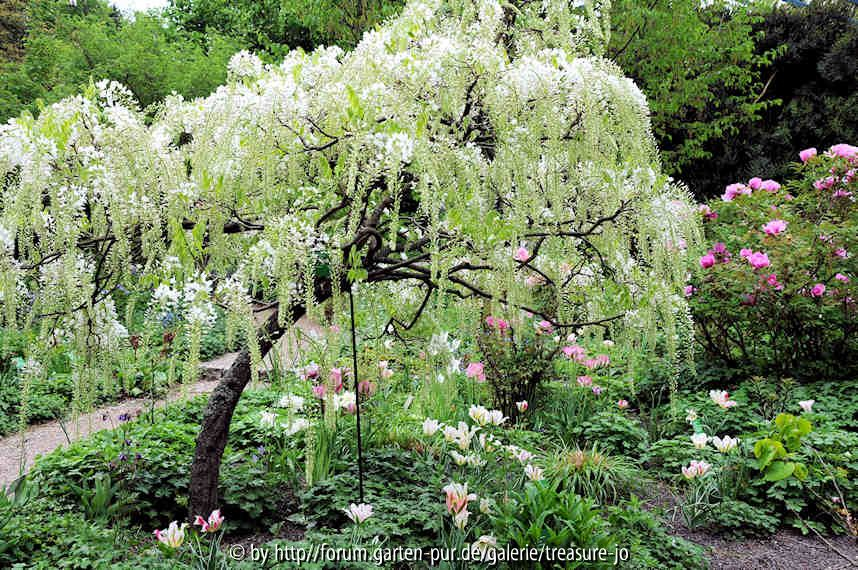 Wisteria floribunda longissima alba