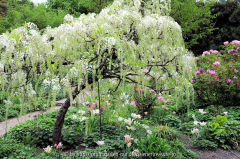 Wisteria floribunda longissima alba
