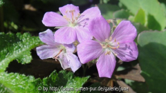 maculatum Elizabeth Ann1