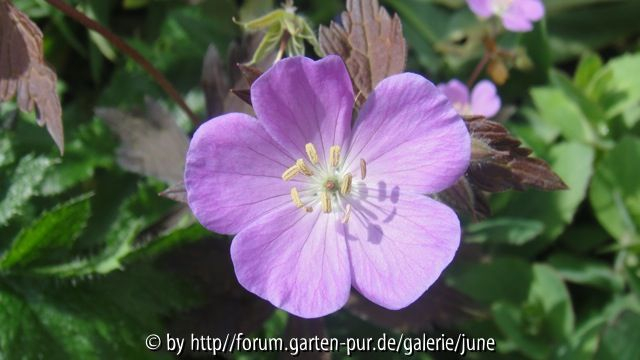 maculatum Elizabeth Ann2