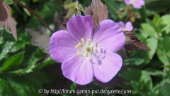 maculatum Elizabeth Ann2