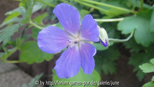 himalayense Baby Blue