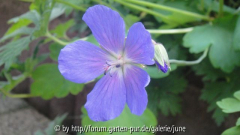 himalayense Baby Blue