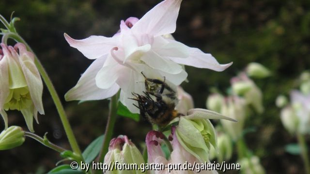Pink Bonnets m. Hummel