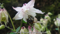 Pink Bonnets m. Hummel