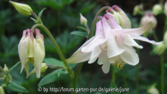 Pink Bonnets1