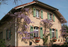 Wisteria sinensis
