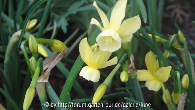 Narzissen vom keukenhof1