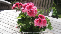 Englische Pelargonie
