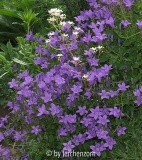 Dalmatinische Glockenblume (Campanula portenschlagiana)