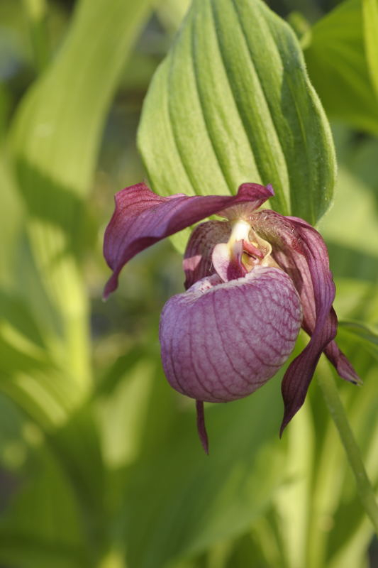 Cypripedium ventricosum