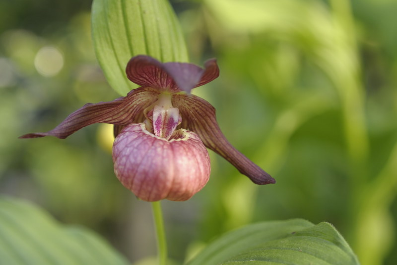 Cypripedium manchuricum??