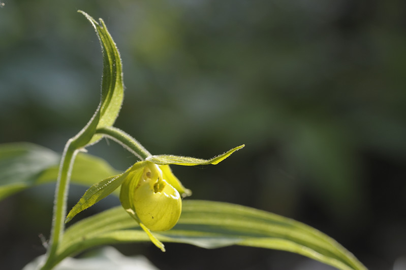 Cypripedium henry