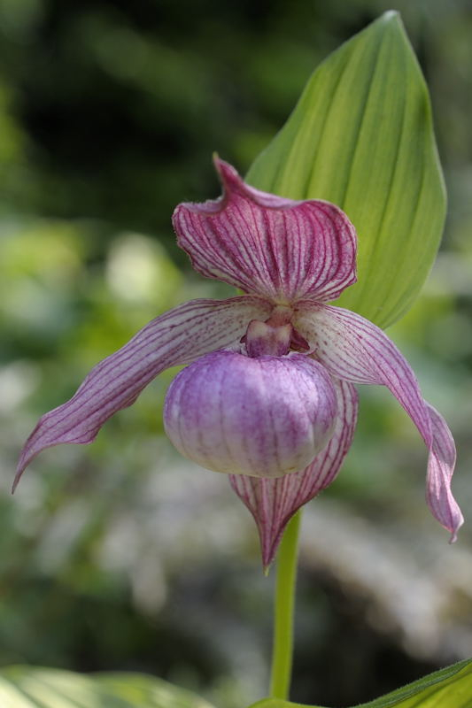 Cypripedium Birgit