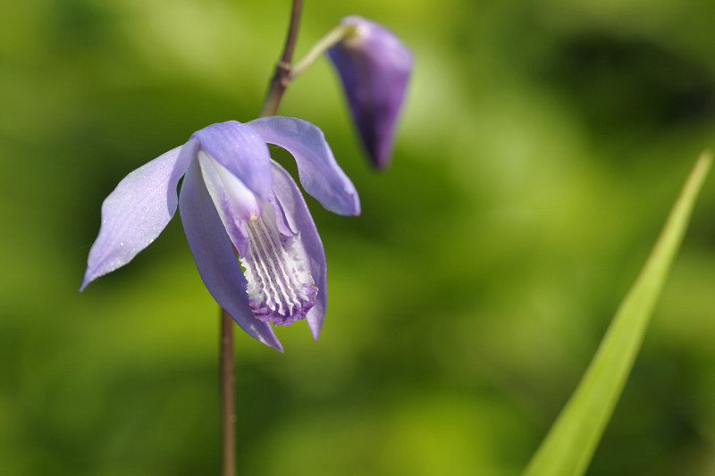 Bletilla Soryu