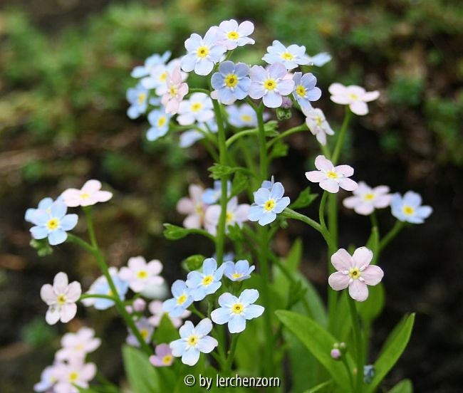 Zwerg-Vergismeinicht (Myosotis rosularis)