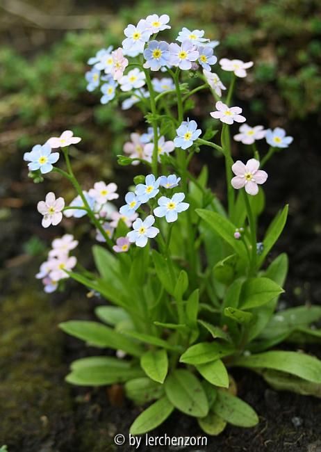 Zwerg-Vergissmeinicht (Myosotis rosularis)