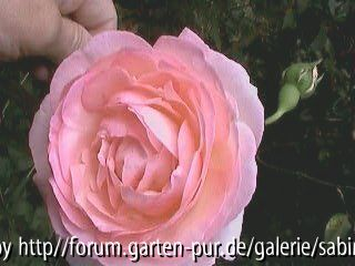 Eden Rose im September