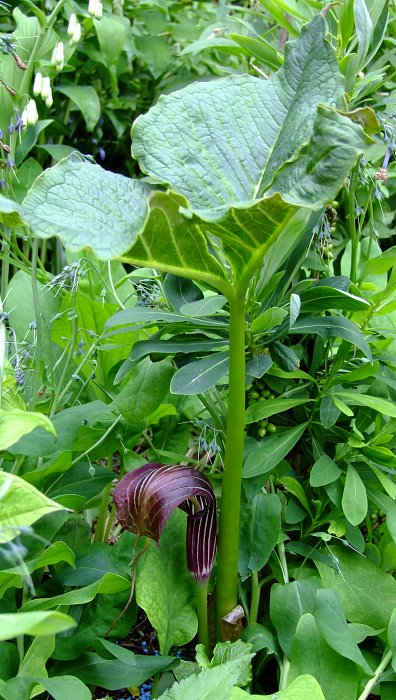 Arisaema propinquum