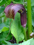 Arisaema propinquum