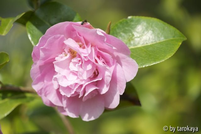 elsie jury10
