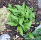 micro hosta.jpg