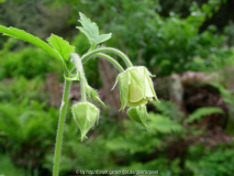 Geum rivale Bachelfe