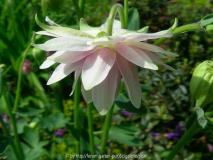Aquilegia vulgaris subsp stellata Double