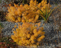 Euphorbia cyp. im Herbst