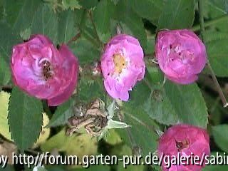 R. moschata Sibelius