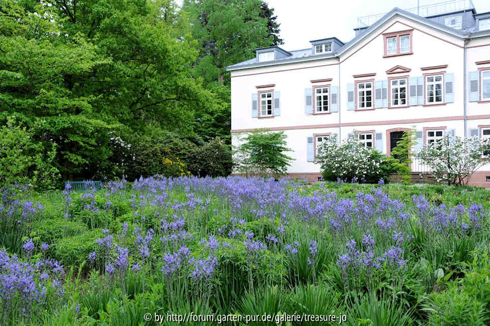 Camassia leichtlinii im Hermannshof