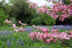 Cornus florida vor Camassia