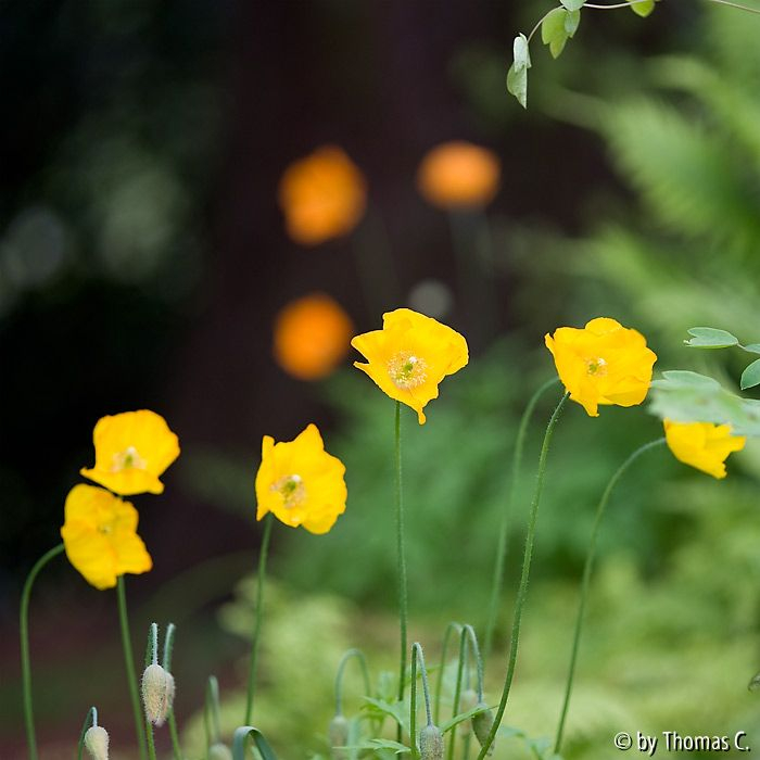 Gelber Mohn, orange im Hintergrund