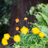 Oranger Mohn, gelb im Vordergrund