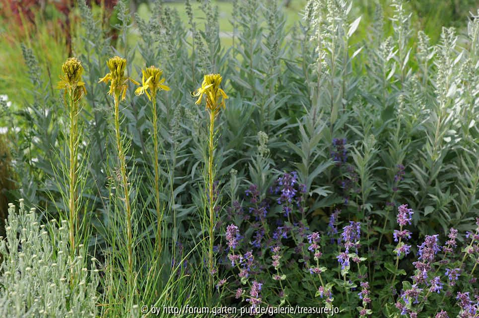 Artemisia lud. Asphodeline Nepeta Santolina