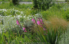 Gladiolus communis