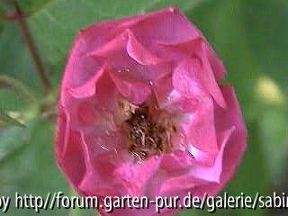 R. mosch. Sibelius Einzelblüte