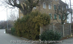 Garten 3.jpg