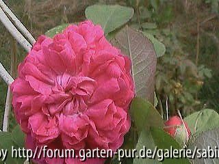 Rose de Resht im September